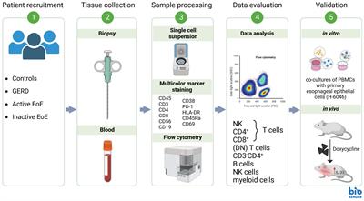 Mononuclear cell composition and activation in blood and mucosal tissue of eosinophilic esophagitis